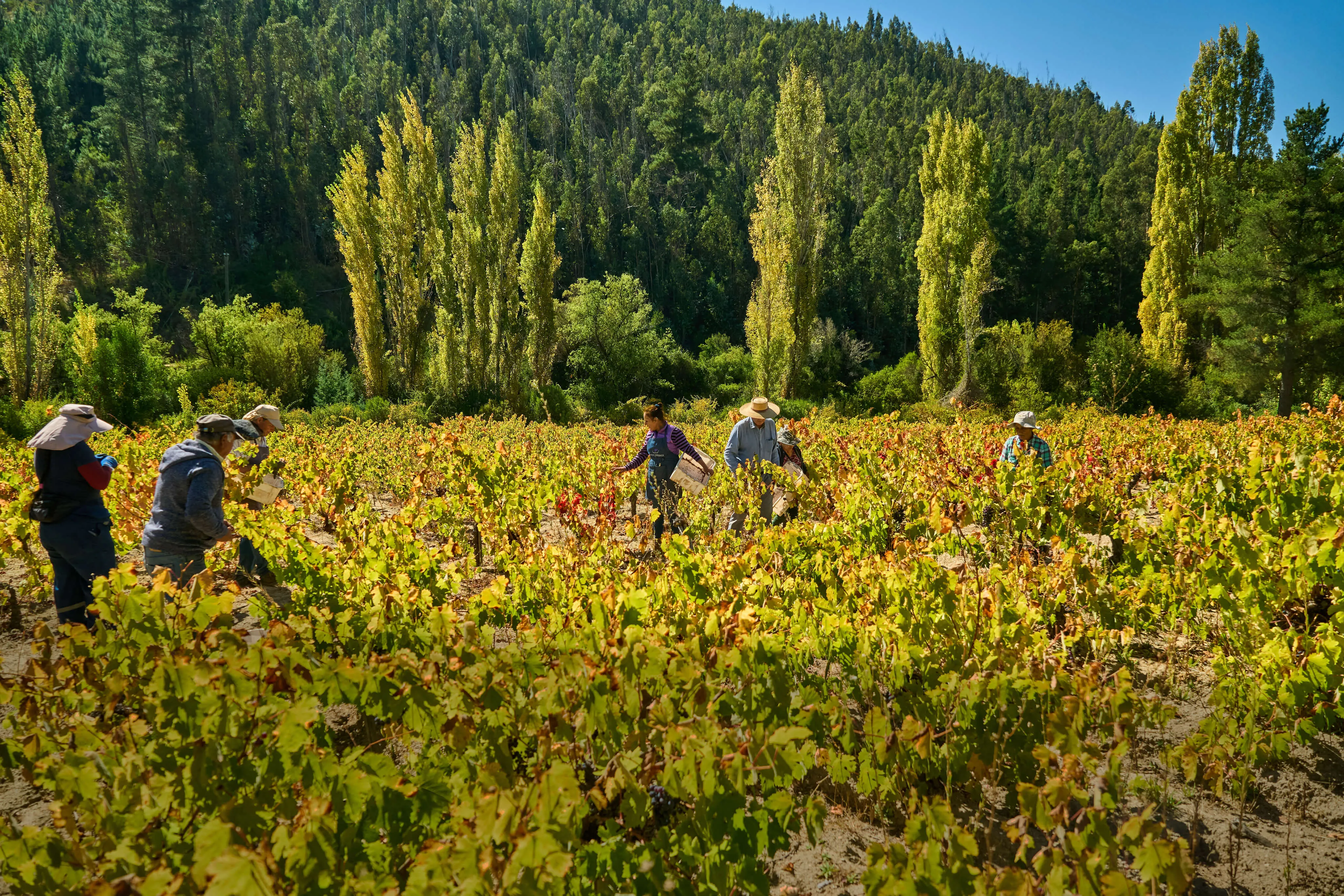 People picking grapes in sunny field