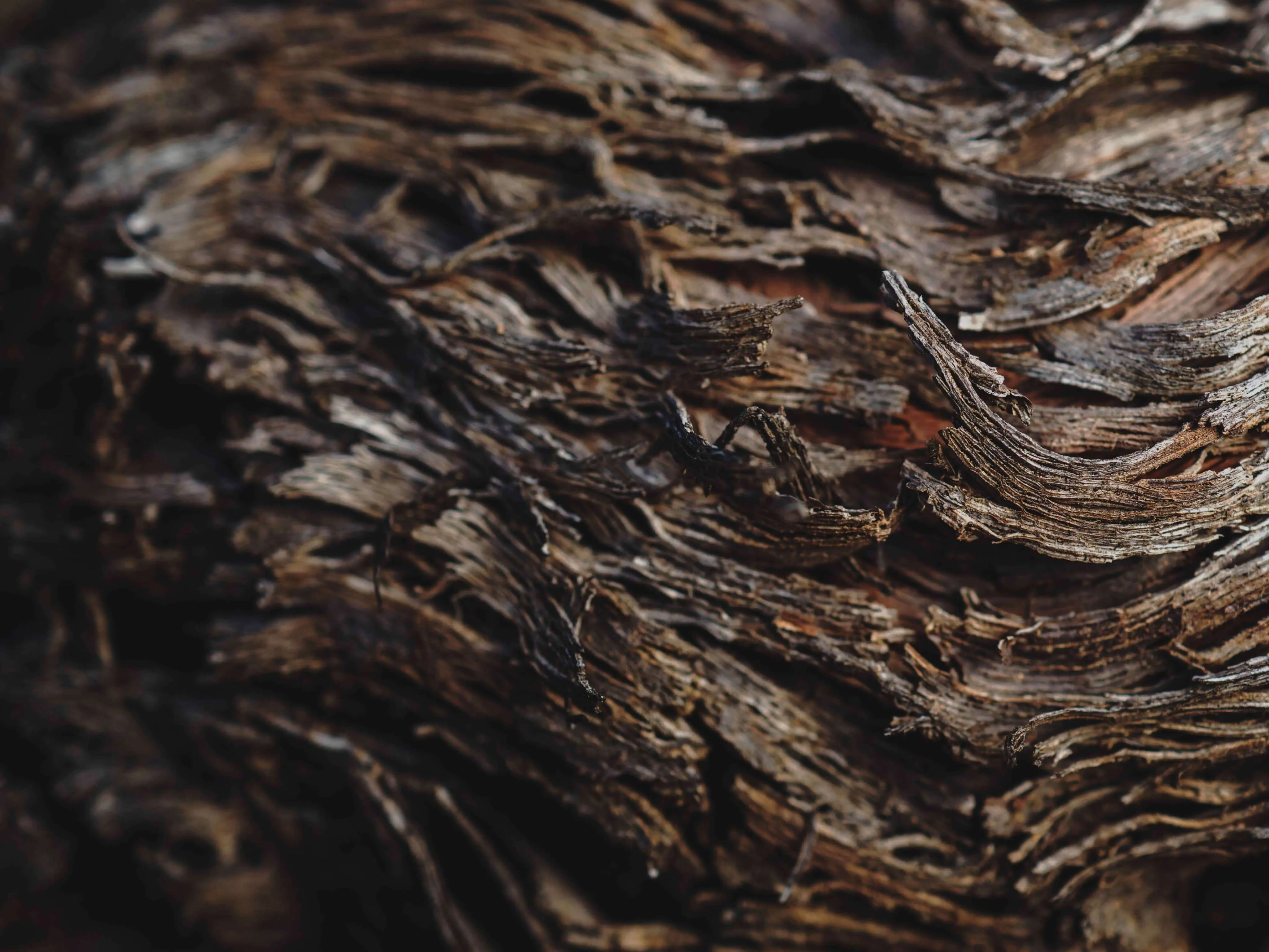 Woody bark