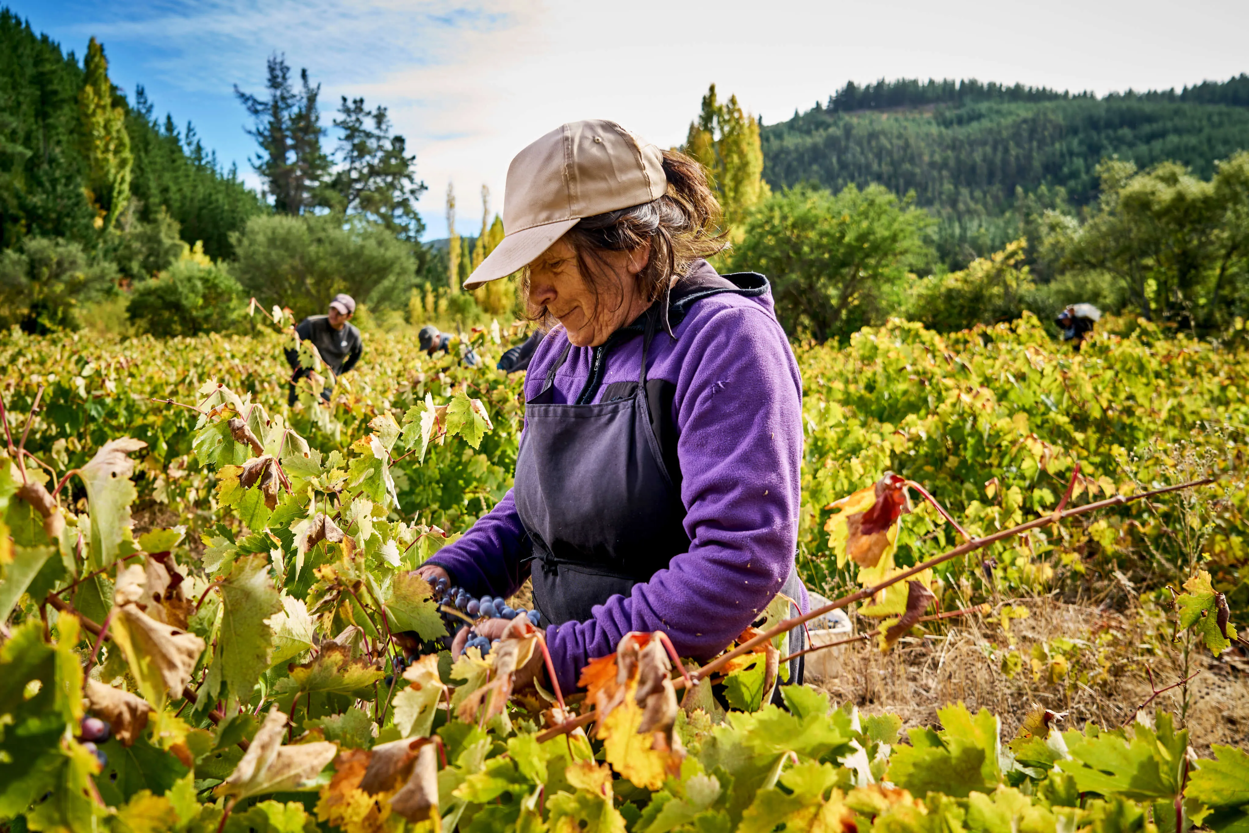 People collecting grapes in field